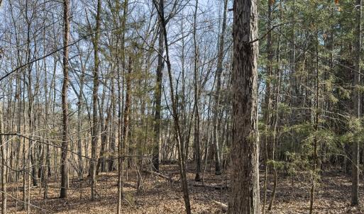 Photo #32 of Off Scott Rd, Semora, NC 69.0 acres