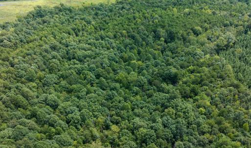 Photo #48 of Off Scott Rd, Semora, NC 69.0 acres