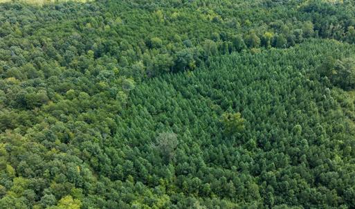 Photo #50 of Off Scott Rd, Semora, NC 69.0 acres