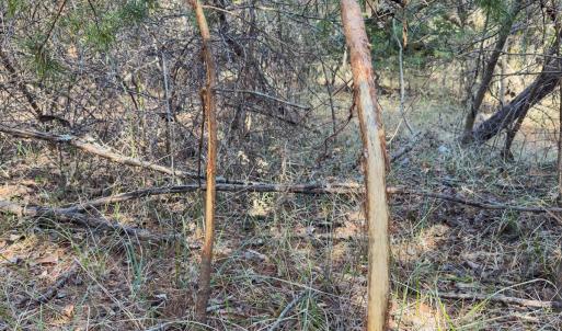 Photo #53 of Off Scott Rd, Semora, NC 69.0 acres