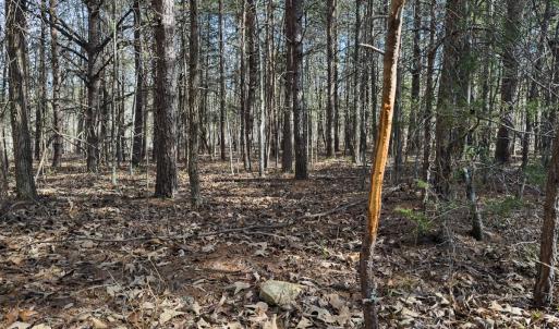 Photo #55 of Off Scott Rd, Semora, NC 69.0 acres