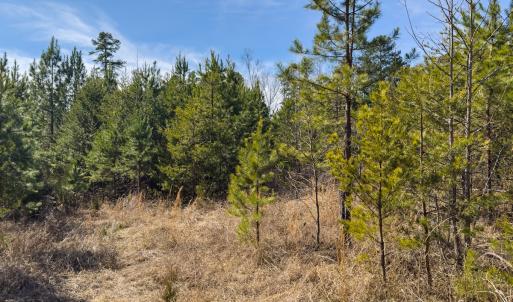 Photo #59 of Off Scott Rd, Semora, NC 69.0 acres
