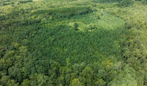 Photo #62 of Off Scott Rd, Semora, NC 69.0 acres