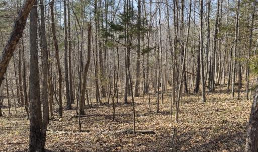 Photo #63 of Off Scott Rd, Semora, NC 69.0 acres