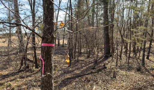 Photo #65 of Off Scott Rd, Semora, NC 69.0 acres