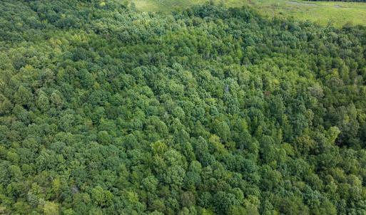 Photo #66 of Off Scott Rd, Semora, NC 69.0 acres