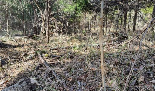 Photo #67 of Off Scott Rd, Semora, NC 69.0 acres