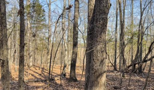 Photo #69 of Off Scott Rd, Semora, NC 69.0 acres