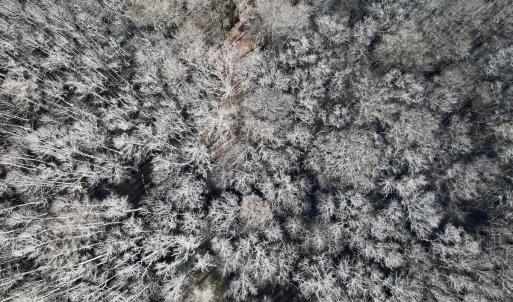 Photo #10 of 431 Icaria Rd, Tyner, NC 72.0 acres