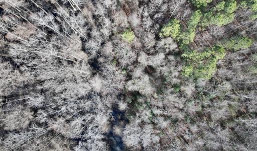 Photo #13 of 431 Icaria Rd, Tyner, NC 72.0 acres