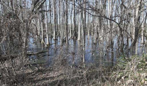 Photo #20 of 431 Icaria Rd, Tyner, NC 72.0 acres