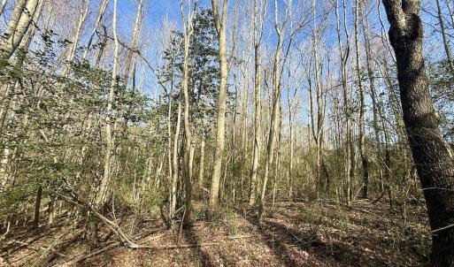 Photo #39 of 431 Icaria Rd, Tyner, NC 72.0 acres