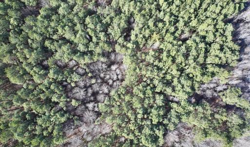 Photo #6 of 431 Icaria Rd, Tyner, NC 72.0 acres