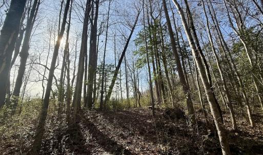 Photo #41 of 431 Icaria Rd, Tyner, NC 72.0 acres