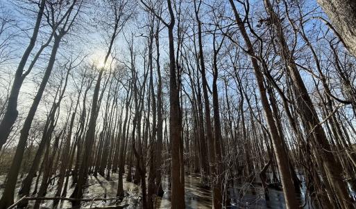 Photo #49 of 431 Icaria Rd, Tyner, NC 72.0 acres