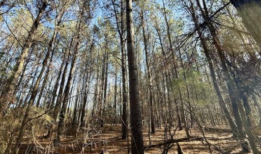 Photo #52 of 431 Icaria Rd, Tyner, NC 72.0 acres