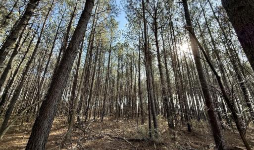 Photo #53 of 431 Icaria Rd, Tyner, NC 72.0 acres