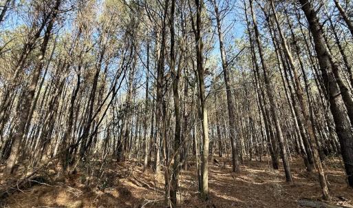 Photo #54 of 431 Icaria Rd, Tyner, NC 72.0 acres