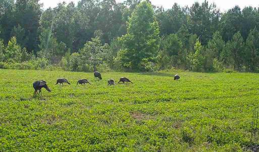 Photo #25 of Off Of Waqua Creek Rd, Rawlings, VA 12.7 acres