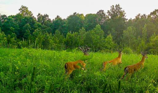 Photo #26 of Off Of Waqua Creek Rd, Rawlings, VA 12.7 acres