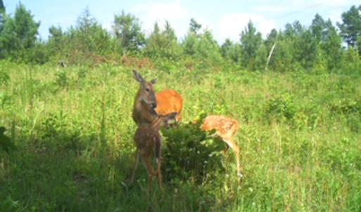 Photo #27 of Off Of Waqua Creek Rd, Rawlings, VA 12.7 acres