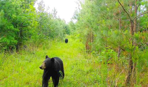 Photo #32 of Off Of Waqua Creek Rd, Rawlings, VA 12.7 acres