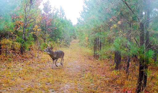 Photo #33 of Off Of Waqua Creek Rd, Rawlings, VA 12.7 acres