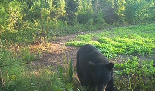 Photo #39 of Off Of Waqua Creek Rd, Rawlings, VA 12.7 acres