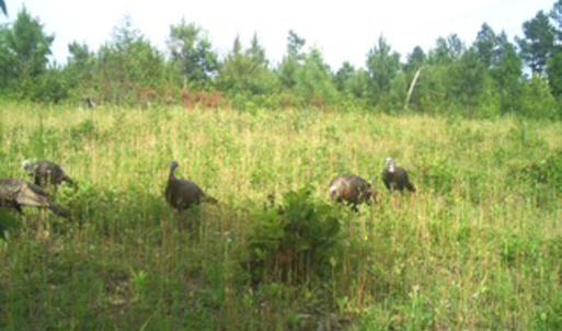 Photo #40 of Off Of Waqua Creek Rd, Rawlings, VA 12.7 acres