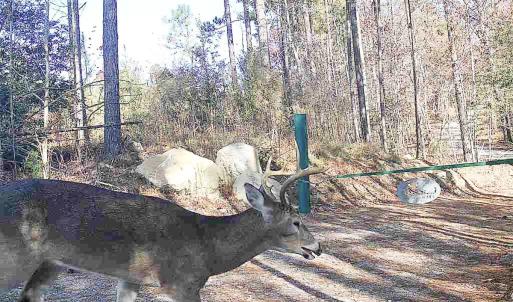 Photo #9 of Off Of Waqua Creek Rd, Rawlings, VA 12.7 acres