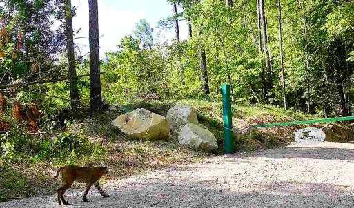 Photo #41 of Off Of Waqua Creek Rd, Rawlings, VA 12.7 acres