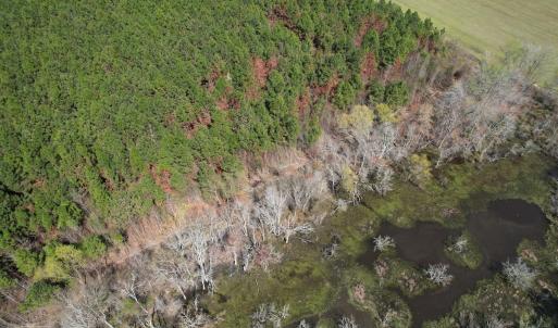 Photo #12 of Off Old Stake Road, Clarendon, NC 26.8 acres