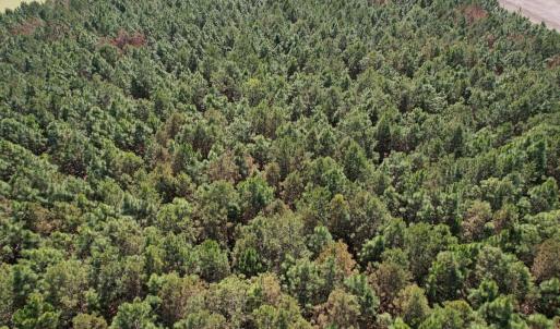 Photo #17 of Off Old Stake Road, Clarendon, NC 26.8 acres