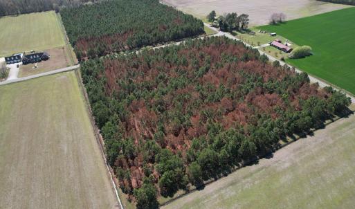 Photo #8 of Off Old Stake Road, Clarendon, NC 26.8 acres