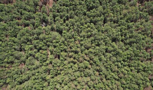 Photo #19 of Off Old Stake Road, Clarendon, NC 26.8 acres