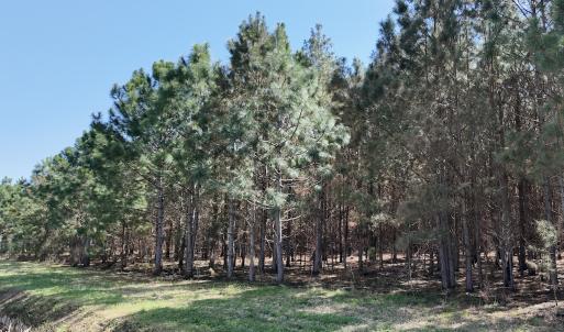 Photo #23 of Off Old Stake Road, Clarendon, NC 26.8 acres
