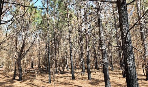 Photo #24 of Off Old Stake Road, Clarendon, NC 26.8 acres