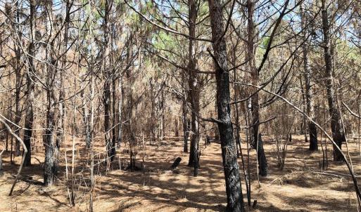 Photo #25 of Off Old Stake Road, Clarendon, NC 26.8 acres