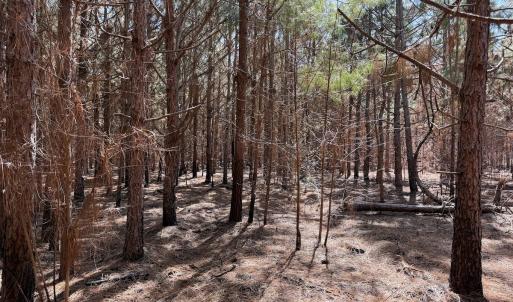 Photo #26 of Off Old Stake Road, Clarendon, NC 26.8 acres