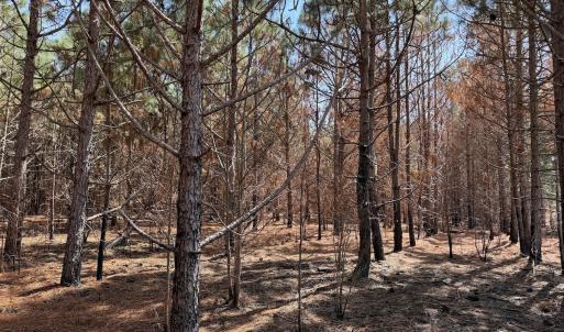 Photo #27 of Off Old Stake Road, Clarendon, NC 26.8 acres