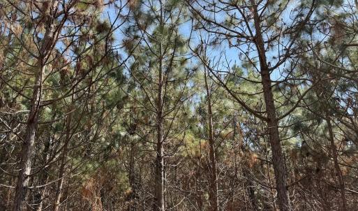 Photo #29 of Off Old Stake Road, Clarendon, NC 26.8 acres