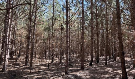 Photo #30 of Off Old Stake Road, Clarendon, NC 26.8 acres