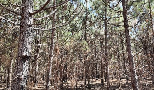 Photo #31 of Off Old Stake Road, Clarendon, NC 26.8 acres