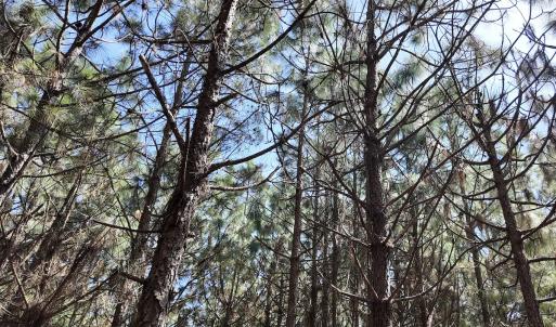 Photo #32 of Off Old Stake Road, Clarendon, NC 26.8 acres