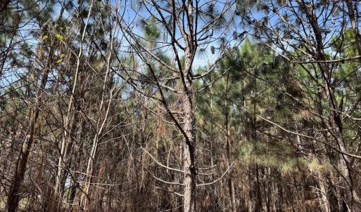 Photo #33 of Off Old Stake Road, Clarendon, NC 26.8 acres