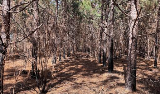 Photo #34 of Off Old Stake Road, Clarendon, NC 26.8 acres