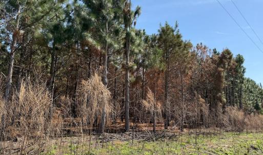 Photo #36 of Off Old Stake Road, Clarendon, NC 26.8 acres