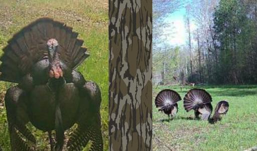 Photo #42 of Off of Sparks Terrace, Quinton, VA 116.3 acres