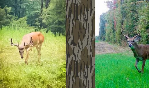 Photo #43 of Off of Sparks Terrace, Quinton, VA 116.3 acres