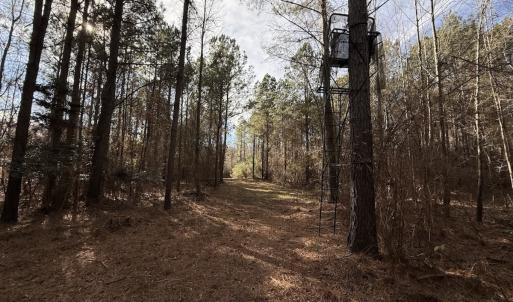 Photo #47 of Off NC 42, Tarboro, NC 39.7 acres